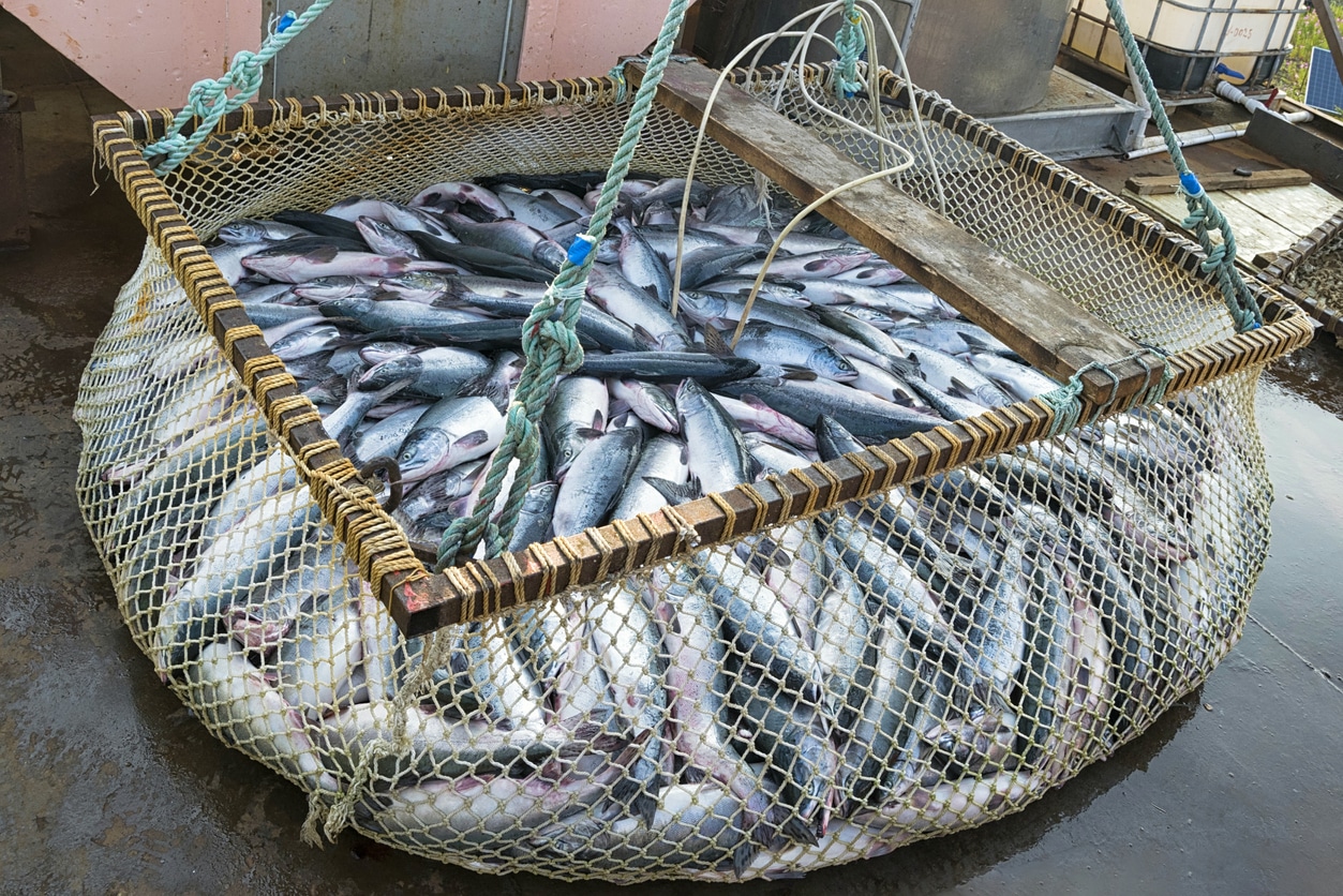 US and UK in Surprising Standoff Over South Pole Fishing Quotas