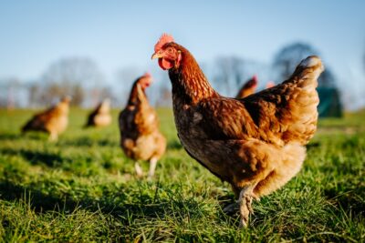 USA to Press for More “Made in America” Meat