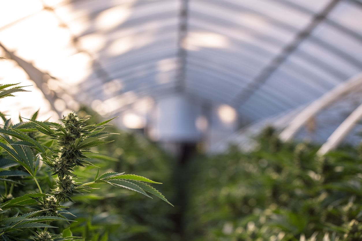 Uber Eats Is Going to Pot