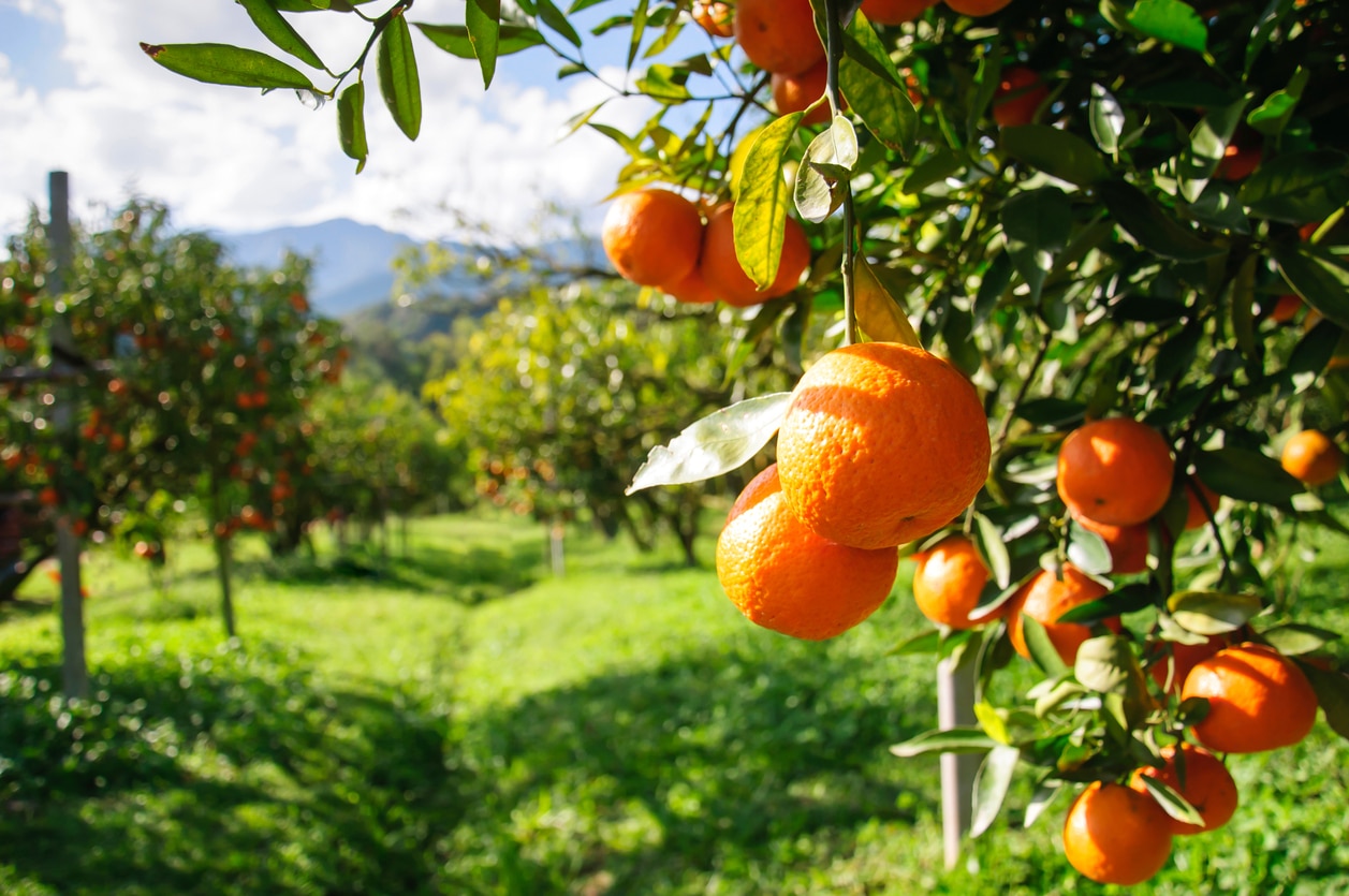 Hurricane Ian Shrinks Florida Orange Crop to Lowest Levels Since WWII