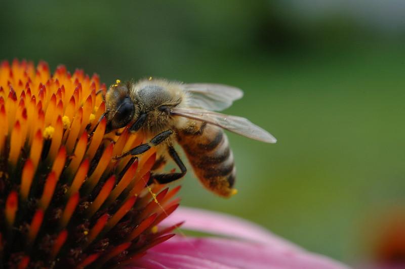 Value of Manuka Honey Plummets