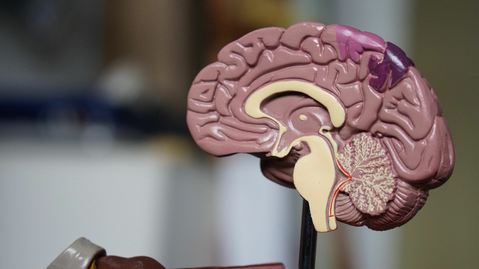 Neuralink Gets a Look Inside Your Head