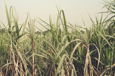 A Sugar Shortage is Crimping the Candy Supply Chain