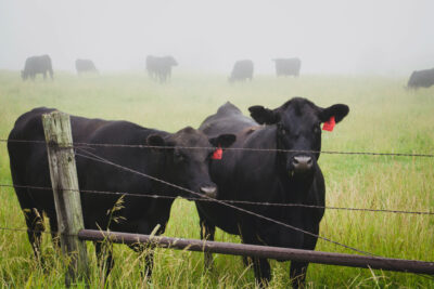 The UN Wants You to Eat Less Meat