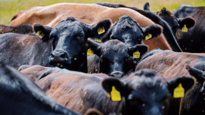 US Cattle Prices Take a Hit as Bird Flu Spooks Traders