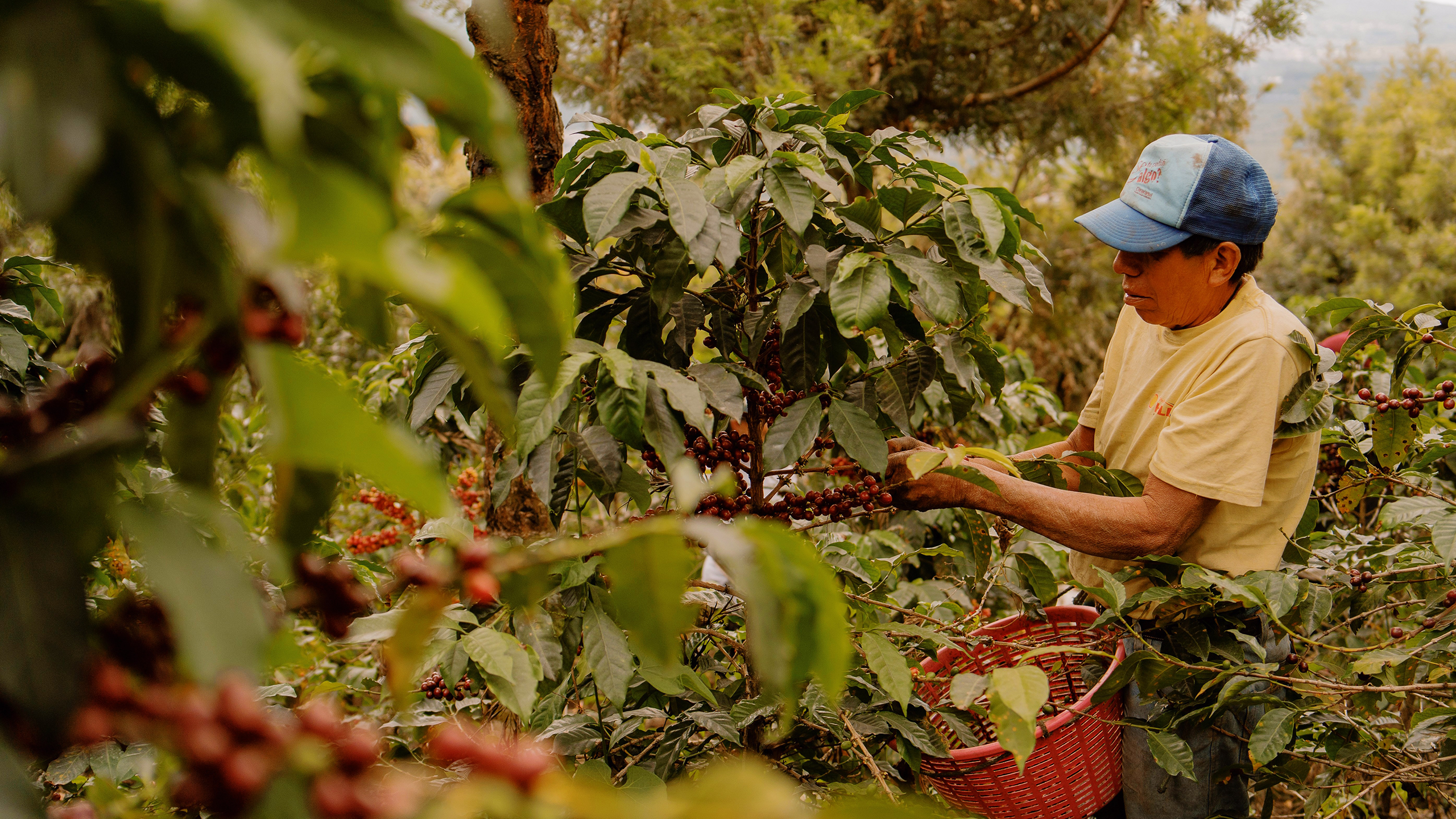 Photo of a coffee farm
