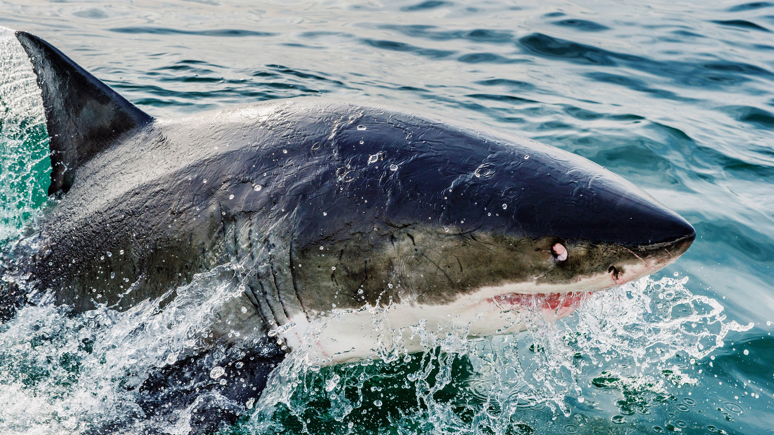 Photo of a shark above water
