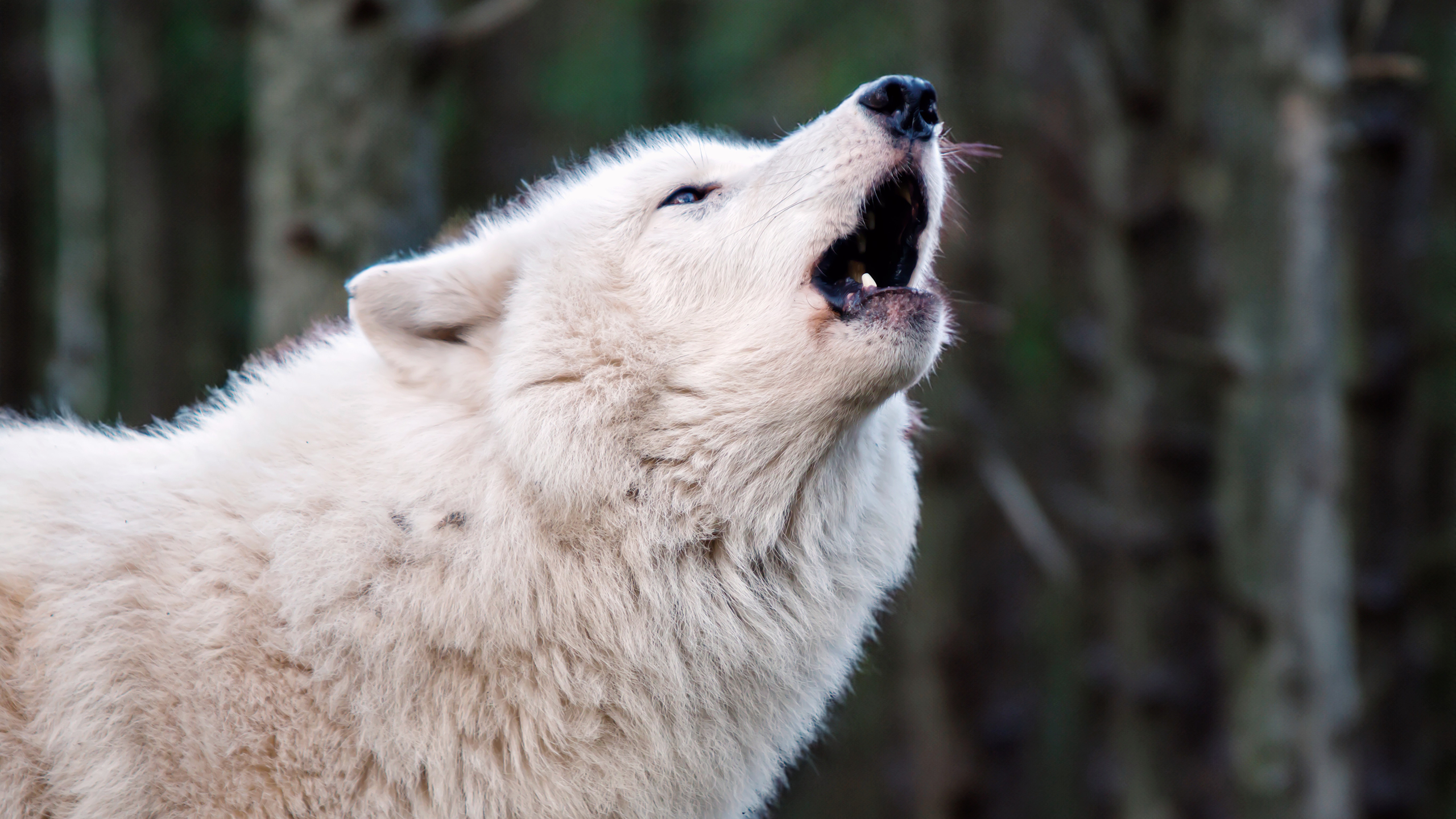 Photo of a wolf