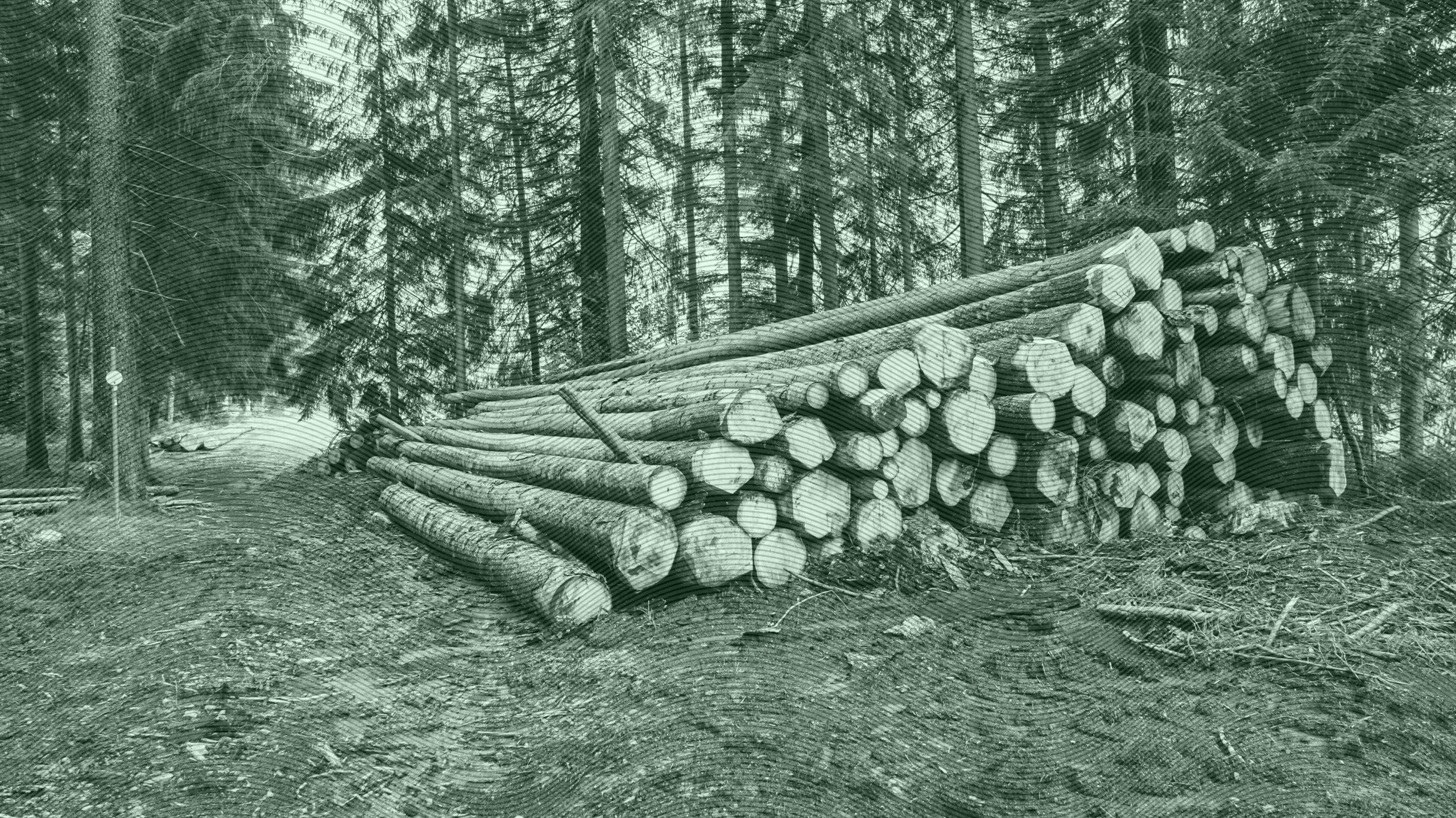 Photo of lumber in a forest