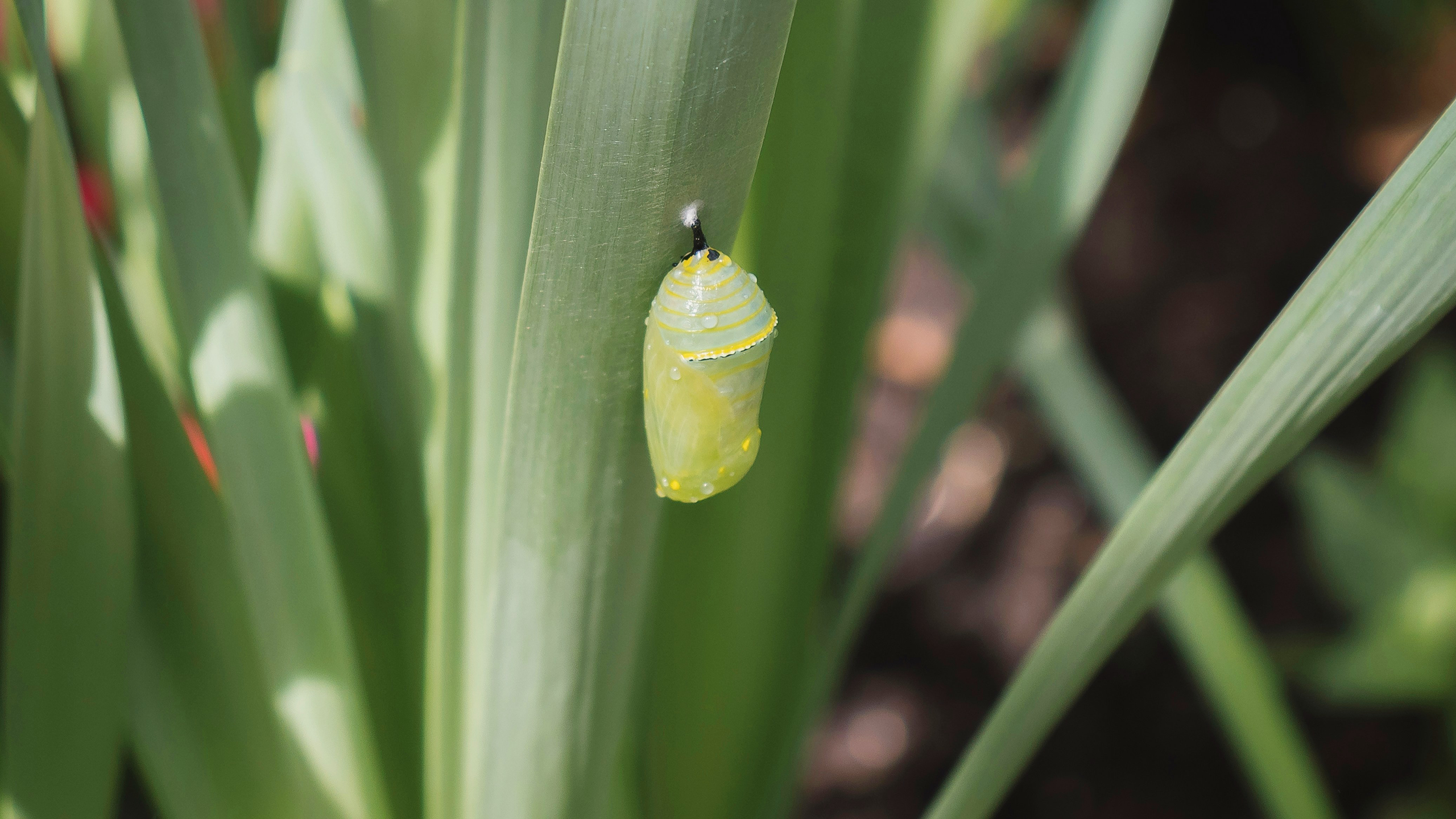 Photo of a cocoon