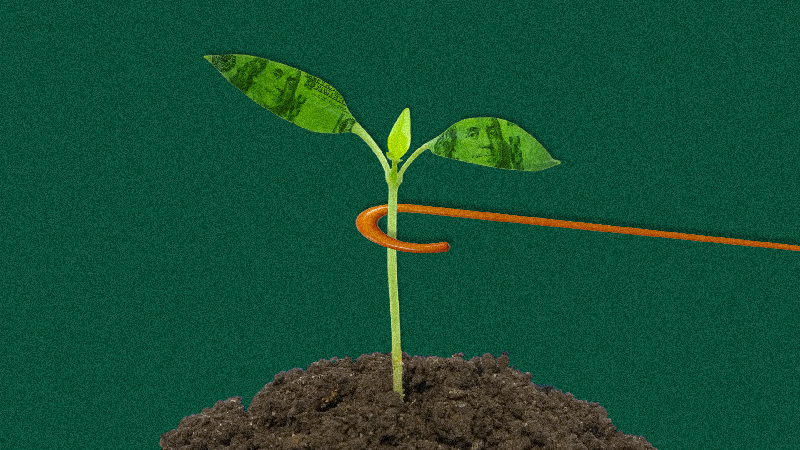 Photo illustration of a plant with money leaves being pulled away