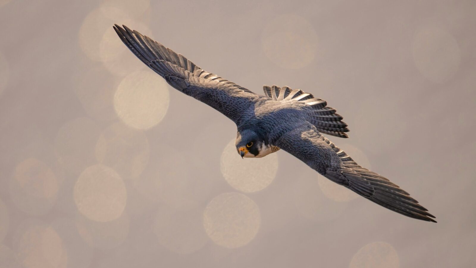 More Crypto Deals Are ‘Inevitable’ After FalconX Acquisition of 21Shares
