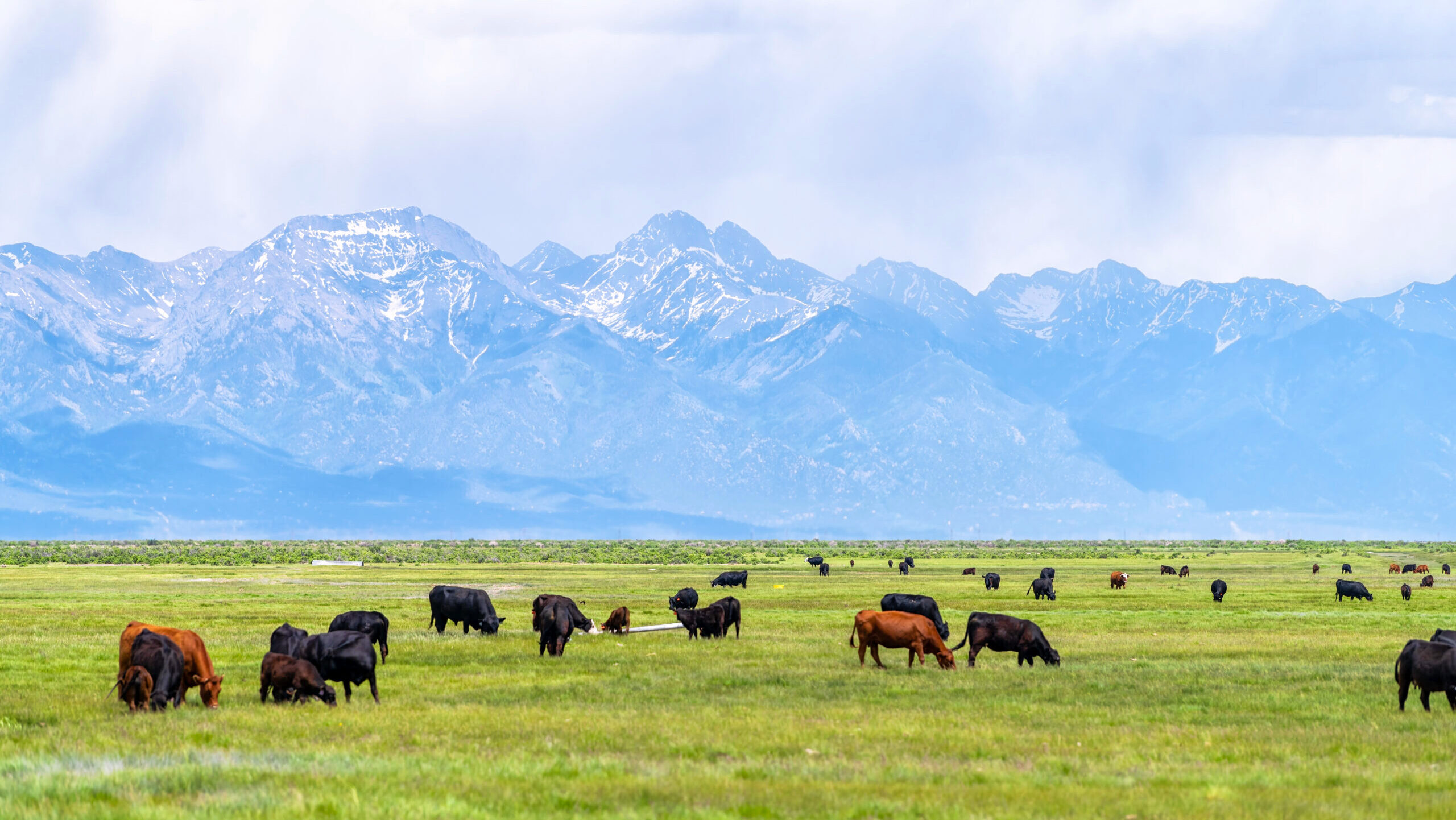 Photo of cows in a farm field pasture.