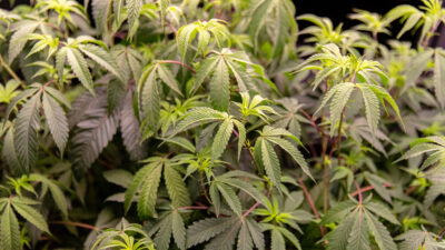 Cannabusiness Prospects Light Up as White House Reclassifies Marijuana