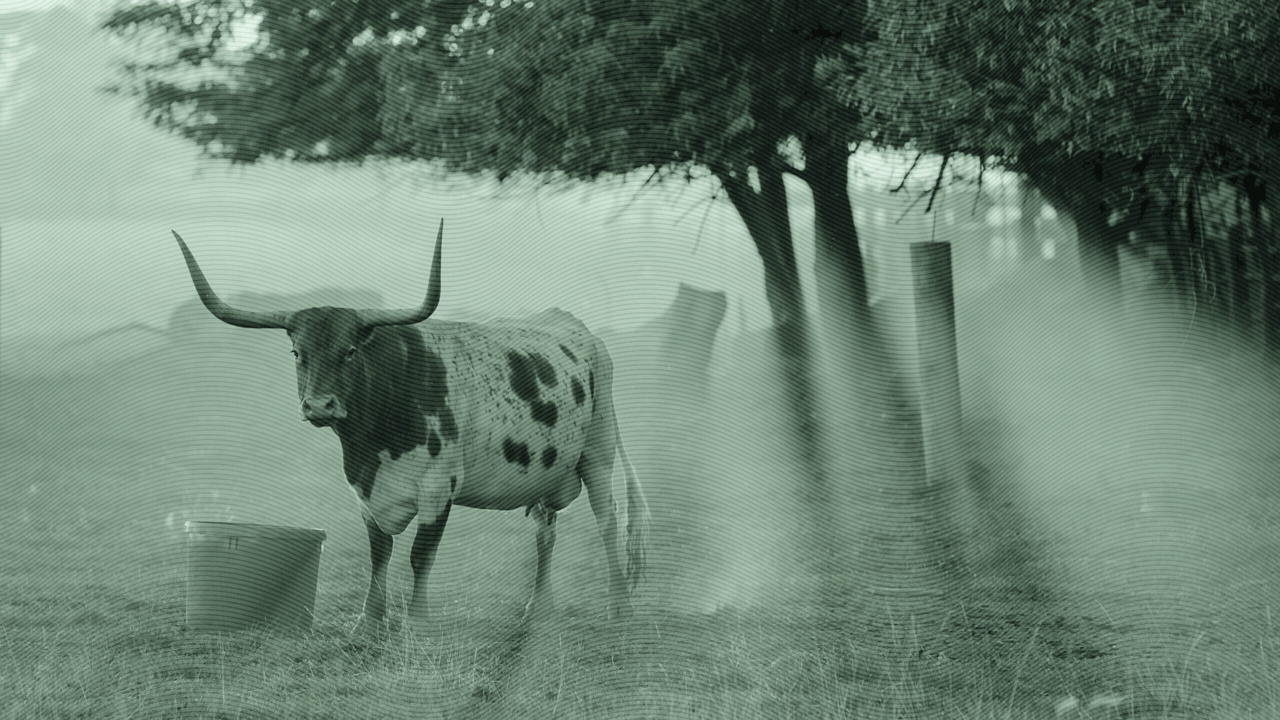 A bull