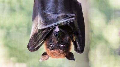 Morgan Stanley’s Bitcoin ETF Launches as a New Vampire Fund Rises from the Crypt(o)